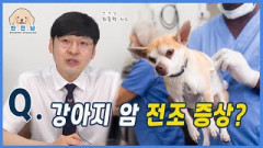 [반.전.남2] Q. 강아지 암 전조증상?