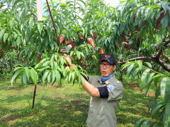 1개 2만원짜리 복숭아 생산하는 굿마인드영농조합법인