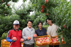 전국 최대 복숭아 주산지 청도군 