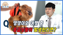 [반.전.남2] 반려견과 여행 중 응급상황이 발생한다면? | 영남일보