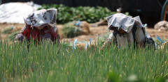 대구시, 폭염 취약 농업인 안전·농작물 피해 최소화 총력