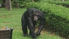 [속보] 달성공원 침팬지 2마리 탈출…관계당국 포획·제압