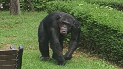달성공원 침팬지 2마리 탈출…관계당국 포획·제압(종합)