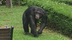 달성공원 우리 탈출했던 침팬지, 결국 마취총 맞고 폐사