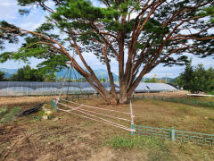 구미시 선산읍 천연기념물 357호 '반송' 긴급 안전조치 마쳐