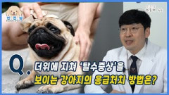 [반.전.남2]더위에 지쳐 탈수증상을 보이는 강아지의 응급처치 방법은?