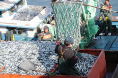 포항 상징 시어(市魚)로 '청어' 선정