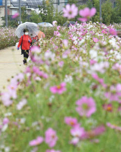 27일 대구경북 흐리고 가끔 비…낮 기온 22~28℃
