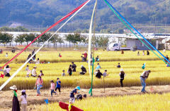 2023 성주가야산 황금들녘 메뚜기 축제 '다음달 7~8일 개최'