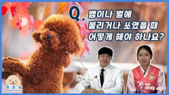 [반전남2]Q.뱀이나 벌에 물리거나 쏘였을 때 어떻게 해야 하나요?
