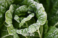 아침 기온 5℃ 내외로 뚝↓…경북엔 서리·얼음 가능성도