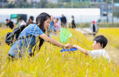 2023 성주가야산 황금들녘메뚜기 축제 성료