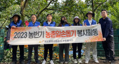 청도공영사업공사 소망봉사단, 감 재배농가 일손돕기