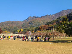 문경사과축제 170톤 판매하고 폐막