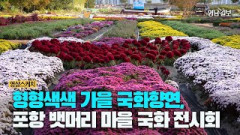 [영상 스케치] 형형색색 가을 국화향연, 포항 뱃머리 마을 국화 전시회