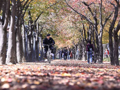 [포토뉴스] 단풍 든 수성못 벚나무길 걷는 시민들