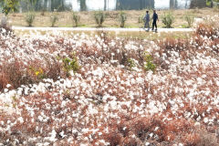 '쯔쯔가무시증' 환자 증가 주의보…4주간 확진자 5배 늘어