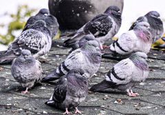 [포토뉴스] 추위에 깃털을 한껏 부풀린 비둘기들