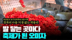 발 닿는 곳마다 '축제가 된 오미자' '6·25 기적의 4일 격전' 역사