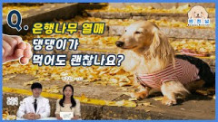 [반.전.남2] Q. 산책 중 강아지가 은행을 먹었는데 괜찮나요?| 영남일보
