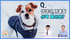 [반.전.남2] Q.우리집 강아지의 겨울철 산책 패션은?