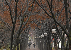 [포토뉴스] 冬장군 재촉하는 겨울비