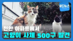 [영상뉴스]천안 아파트서 '고양이 사체' 500구 발견