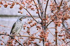 대구경북 대체로 흐리다가 밤부터 맑아져 기온은 평년보다 높아…낮 최고기온 6~9℃