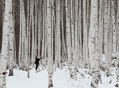 [영양 가볼만한 곳] 하얀 나무의 신비로운 자태…영양 자작나무 순백의 숲