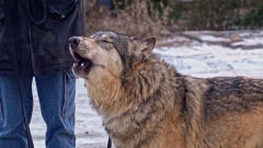 [설연휴 볼만한 TV프로] 세상에 나쁜 개는 없다, 늑대개 이든이는 소심한 겁쟁이