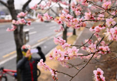 [포토뉴스] 대구 수성못 인근 도로 매화 활짝