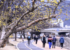 [포토뉴스] 봄의 전령 산수유 '활짝'