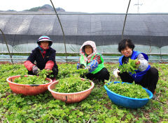 영양 일월산 산나물 '어수리' 아시나요