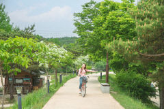 [영주 가볼만한 곳] 고즈넉한 영주 무섬마을 자전거길로 봄맞이 여행