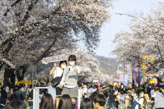 안동의 봄, 27일 벚꽃축제로 '팡! 팡!'