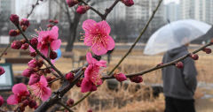 11일 대구경북 밤부터 눈 또는 비…낮 최고기온은 10~15℃