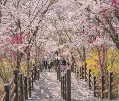 다가오는 '벚꽃' 계절 어디로 떠나 볼까?…'침산공원 벚꽃 계단' '연화지' 등