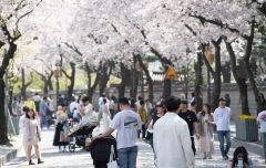 경주 '대릉원 돌담길'로 벚꽃 보러 가자