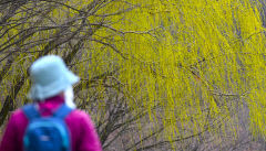 [포토뉴스] 새순 돋은 버드나무 보며 대구 월광수변공원 산책하는 시민