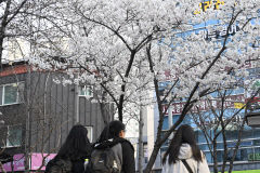 대구 곳곳에 피기 시작한 벚꽃…구경은 어디로?