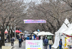 [포토뉴스] 벚꽃 없는 달성군 달창지길 벚꽃축제
