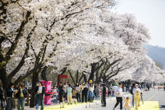 안동, 재미 감동 사계절 축제로 1천만 관광객 시대 연다