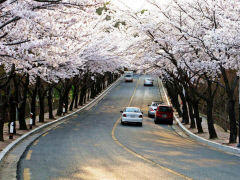 대구에선 '벚꽃 있는 벚꽃 축제' 열리나…27일 벚꽃 공식 개화