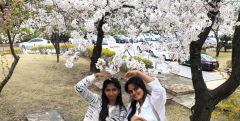 대구경북 캠퍼스는 '봄꽃 명소'…유학생들도 벚꽃에 마음 설레