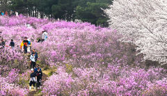 [포토뉴스]대구 와룡산 진달래와 벚꽃, 봄의 향연