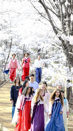[포토뉴스] 고운 한복 입고 벚꽃놀이