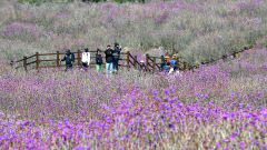 따뜻한 봄 날씨 4월 맞이 대구경북 가볼 만한 봄 축제는?