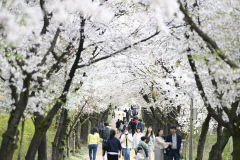 [포토뉴스] 영남대 캠퍼스에서 벚꽃 놀이하는 시민들