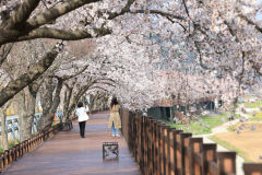 [사진물] 울진 성류길, 벚꽃 만개 행복가득