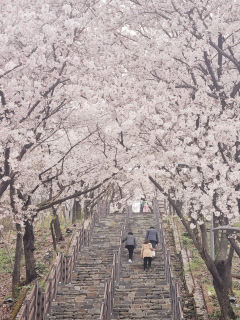 “꽃비 맞으며 인생샷 찰칵”…대구 북구 침산공원 벚꽃 명소 우뚝
